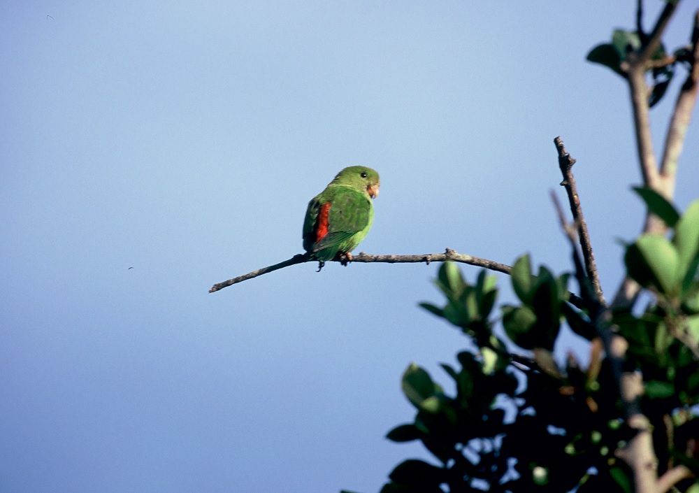Hanging Parrot