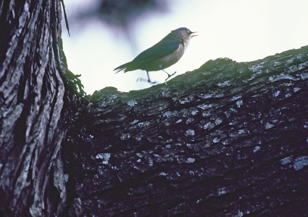 Velvet-fronted Nuthactch