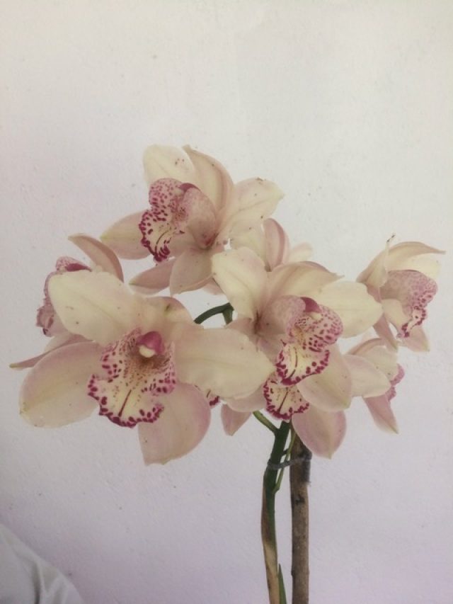 cymbidium orchid that grows in higher altitude